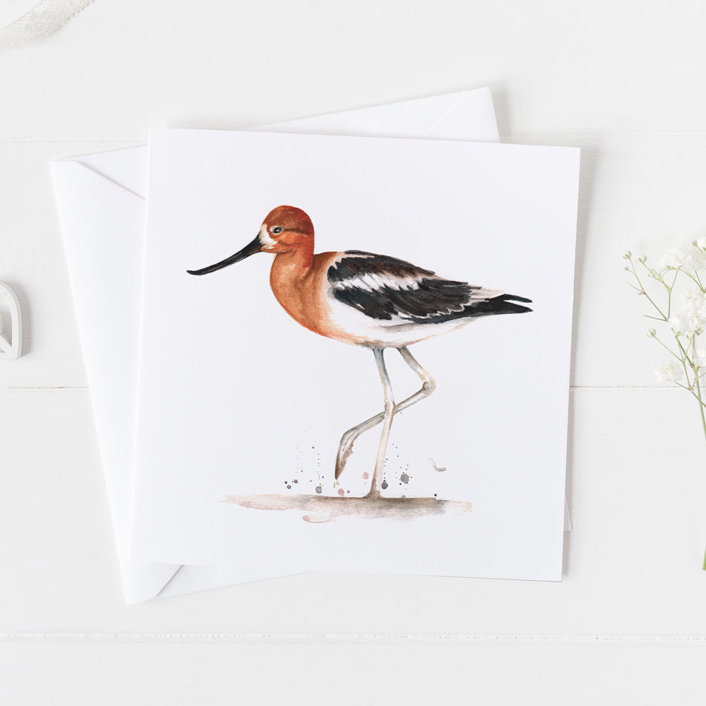 American Avocet Card