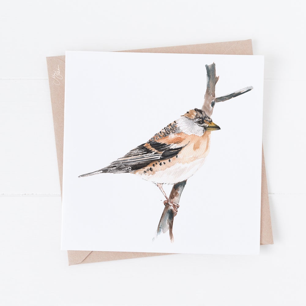 British Birds , Brambling Greeting Cards By Meg Hawkins